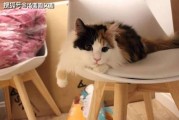 娱乐吃瓜酱三花猫